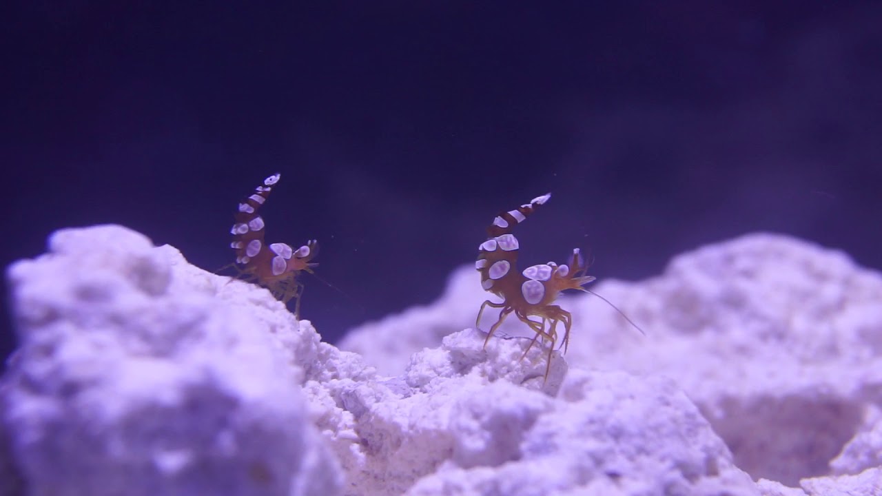Sexy Shrimp dancing