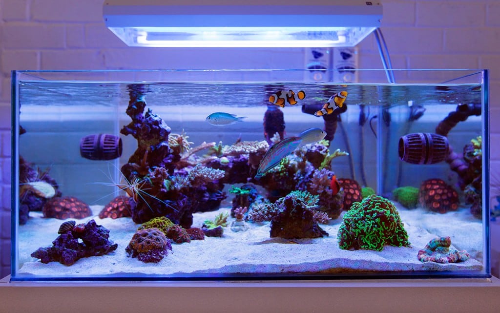 What Kind of Aquarium is Right for Me? - Maryland Aquarium Design ...