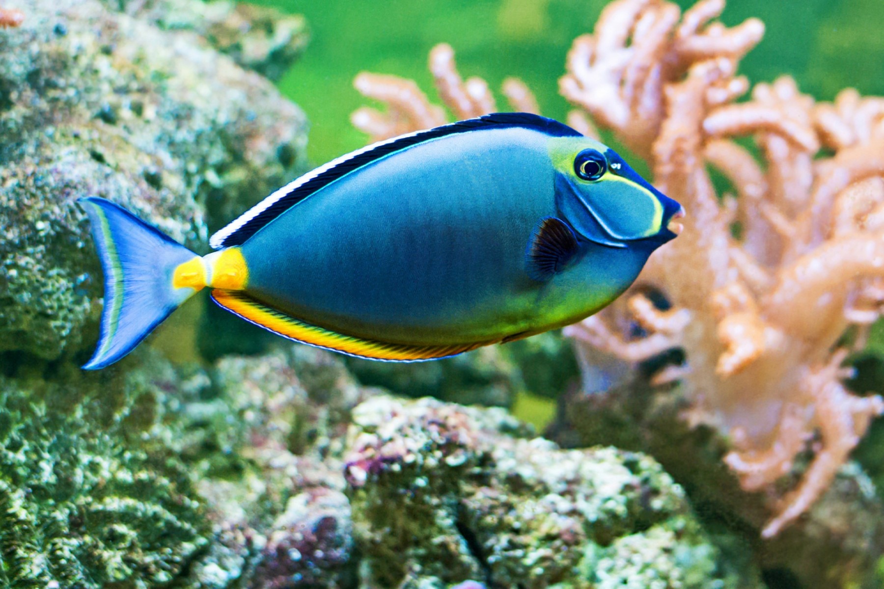Bright blue Naso Tang close up in aquarium