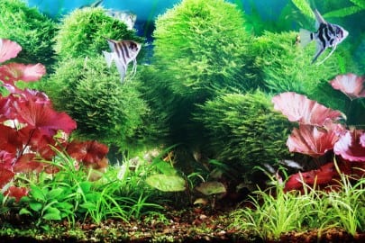decorative planted aquarium with white angelfish