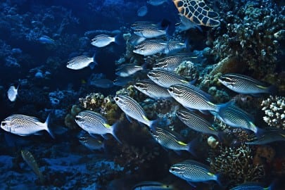 school of small silver fish by sea turtle