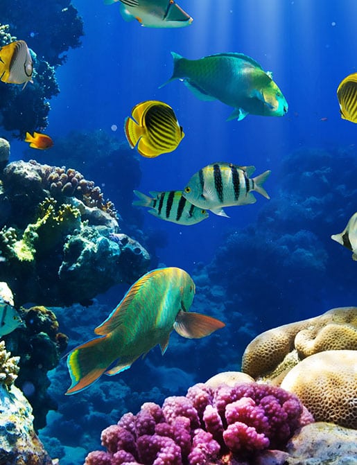 Saltwater fish tank image