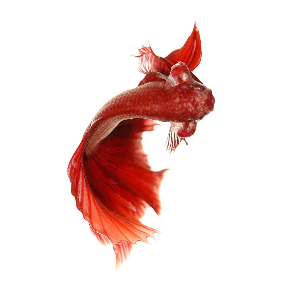 Red Betta Fish or Siamese Fighting Fish in tank