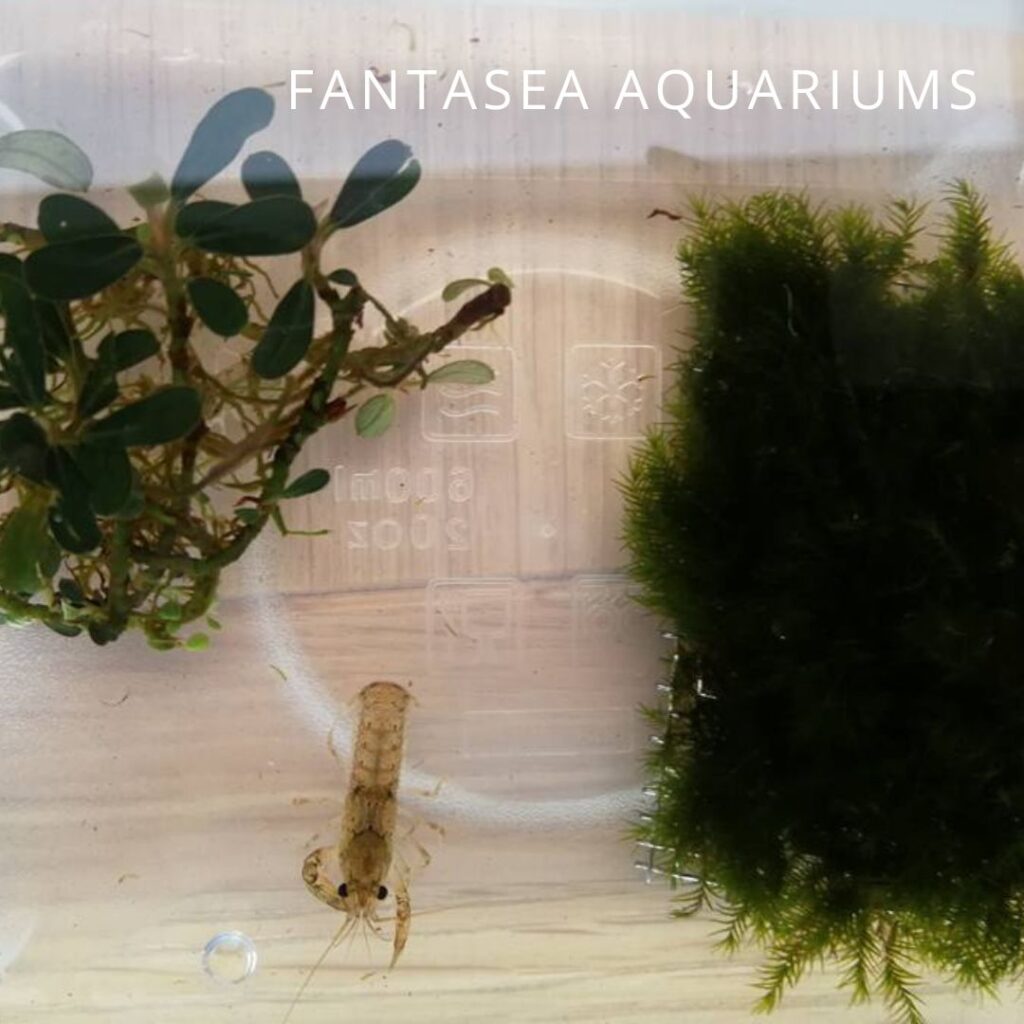 Crayfish in acclimation container with aquarium plants