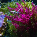 Macroalgae in aquarium refugium