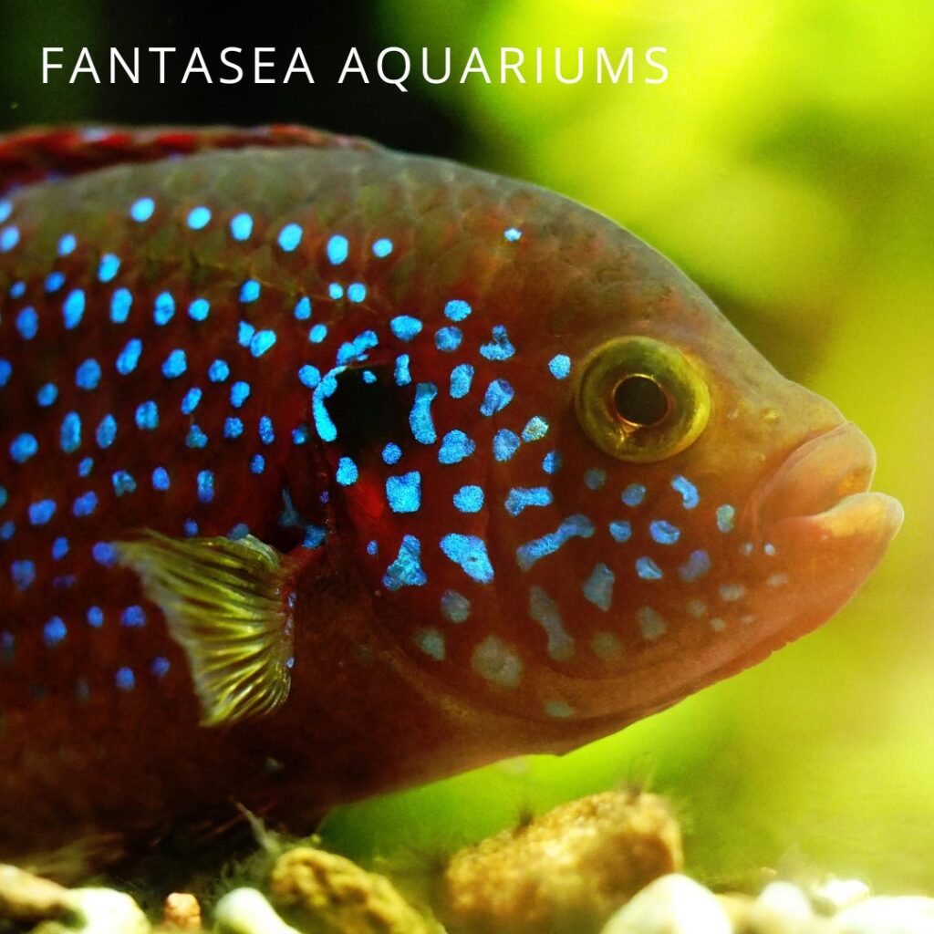 Blood-red jewel cichlid in the aquarium
