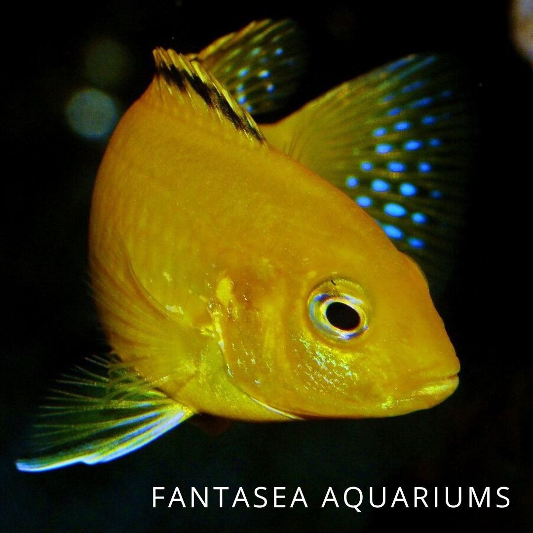 Electric Yellow Cichlid close up