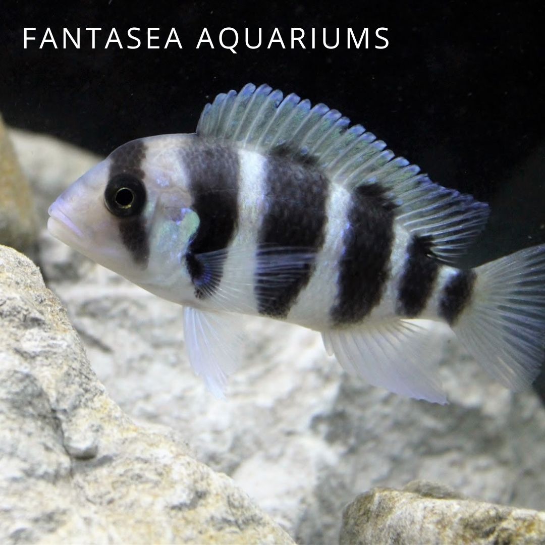 Frontosa Cichlid up close by white rocks