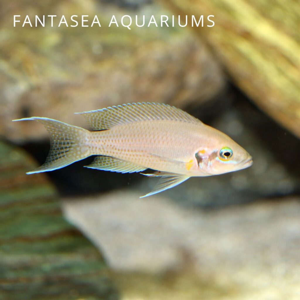 Princess cichlid in an aquarium
