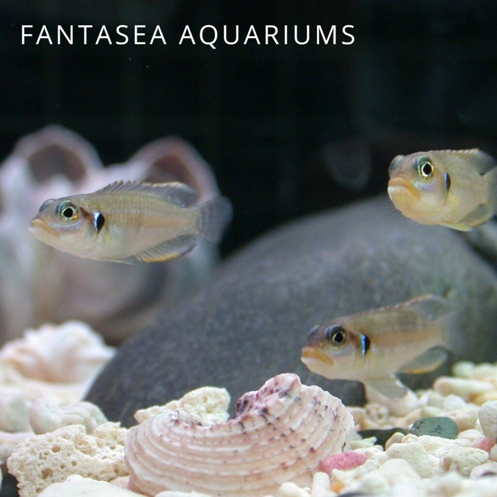 Three shell-dwelling cichlids in an aquarium