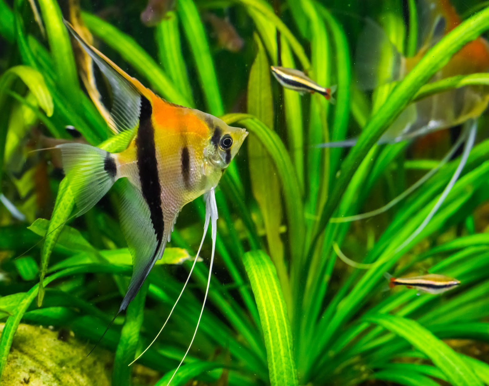Angelfish swimming in freshwater tank
