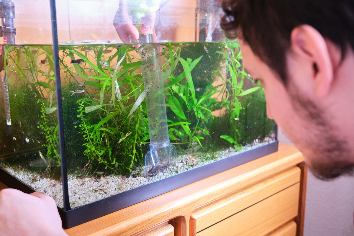 How To Clean Your Aquarium (Water Change & More)