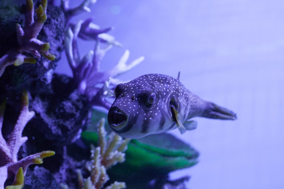 Stars and stripes puffer (Arothron hispidus) in the aquarium with mouth open.