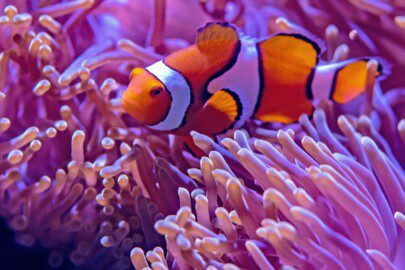 Ocellaris Clown fish sitting on anemone