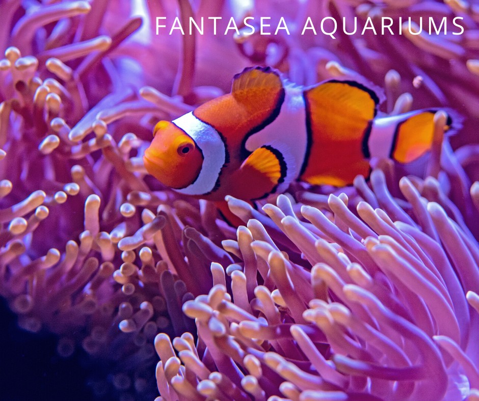 Ocellaris Clown fish sitting on anemone