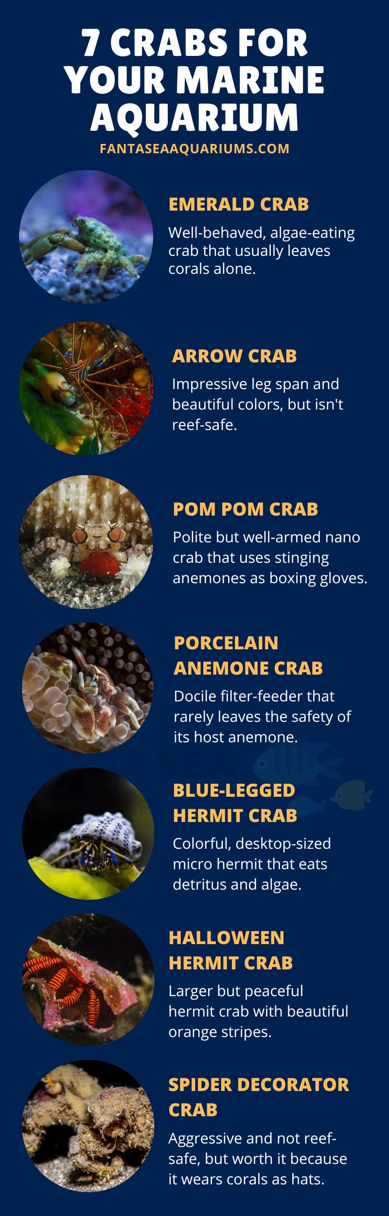 Infographic showing 7 different crabs suitable for different types of saltwater aquariums