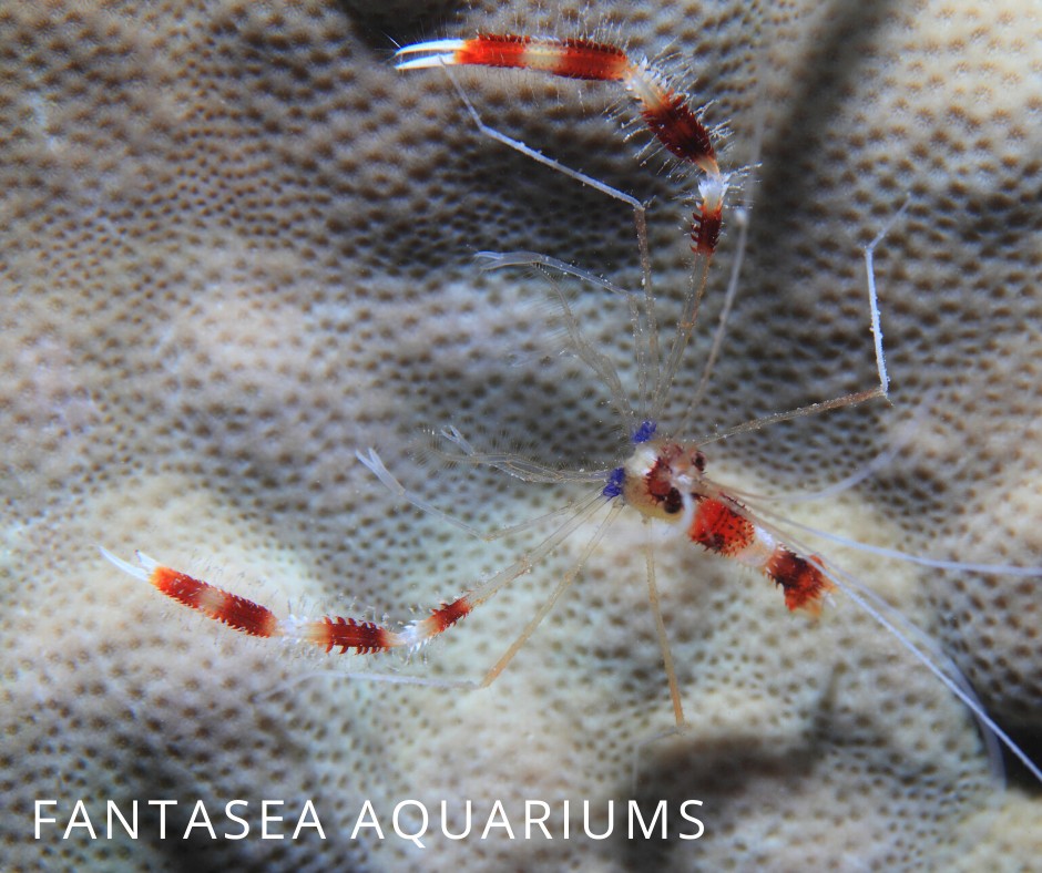Coral banded shrimp, Stenopus sp.