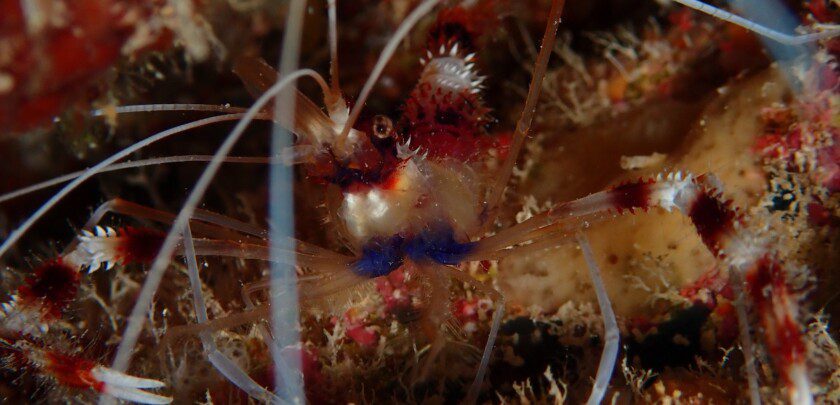 Coral banded shrimp photographed on Caribbean reef.
