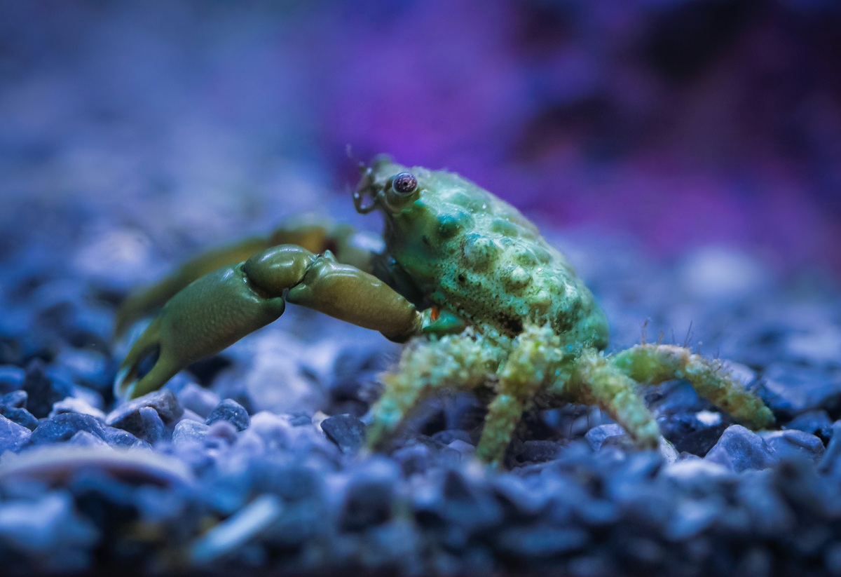 Emerald crab close-up on aquarium substrate