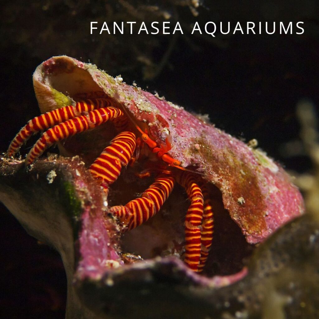 Halloween hermit crab in pink encrusted cone snail shell