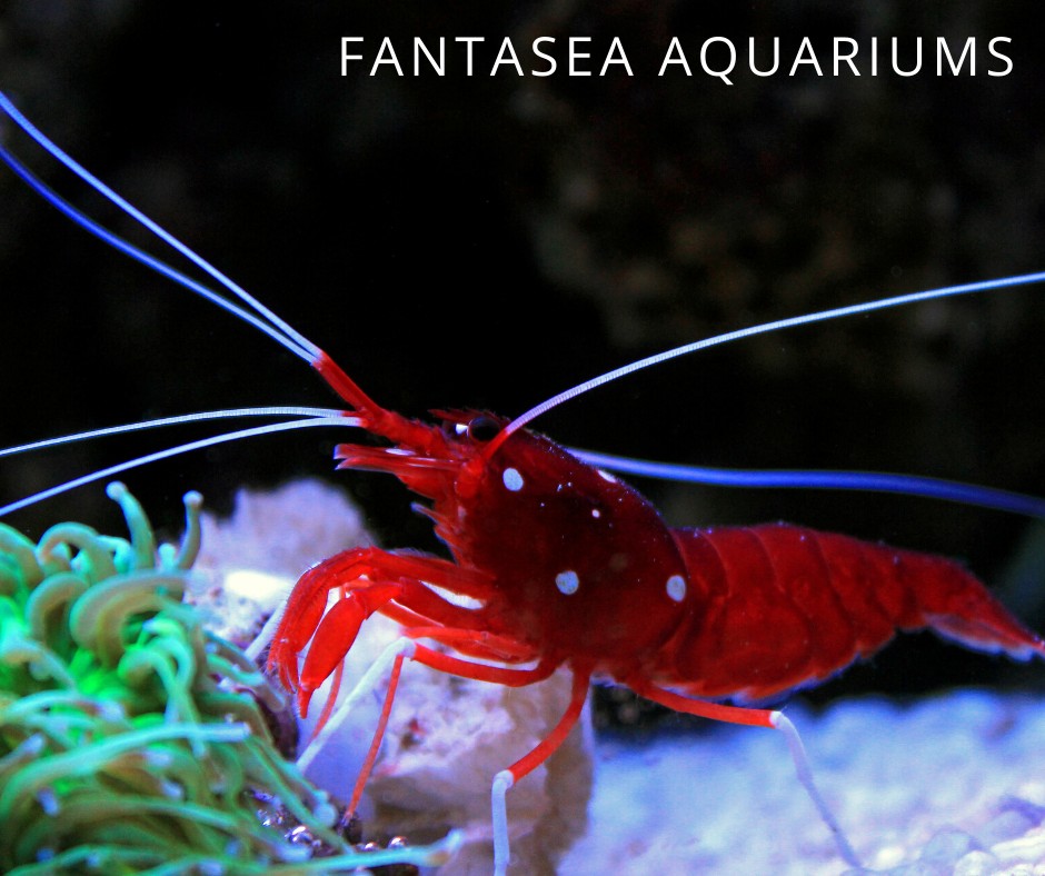 Red fire shrimp (Lysmata debelius) underwater photo.
