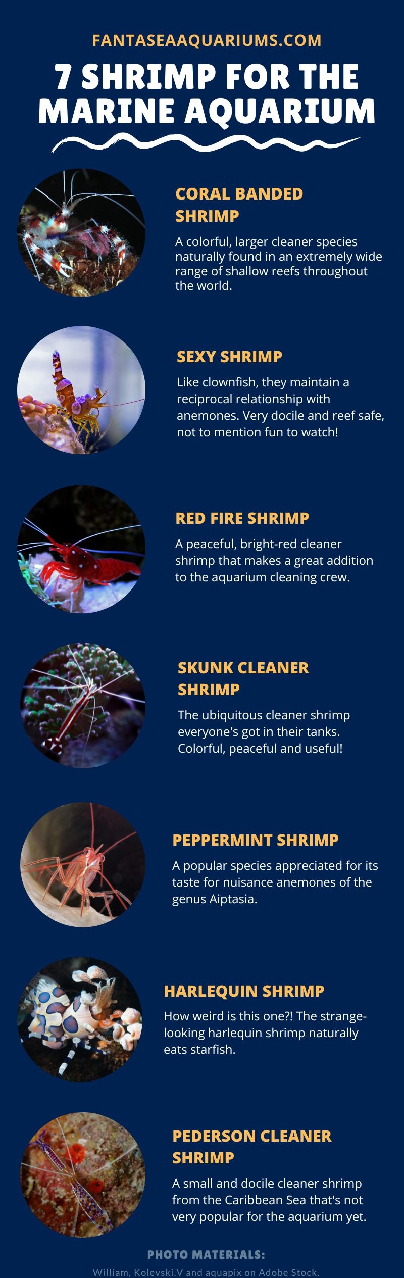 saltwater shrimp species