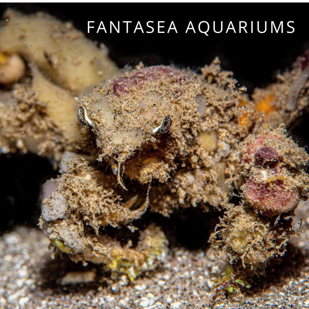 Camposcia retusa decorator crab covered in rubble