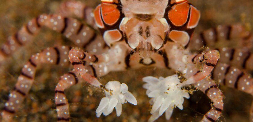 pom pom crabs are perfect for you aquarium