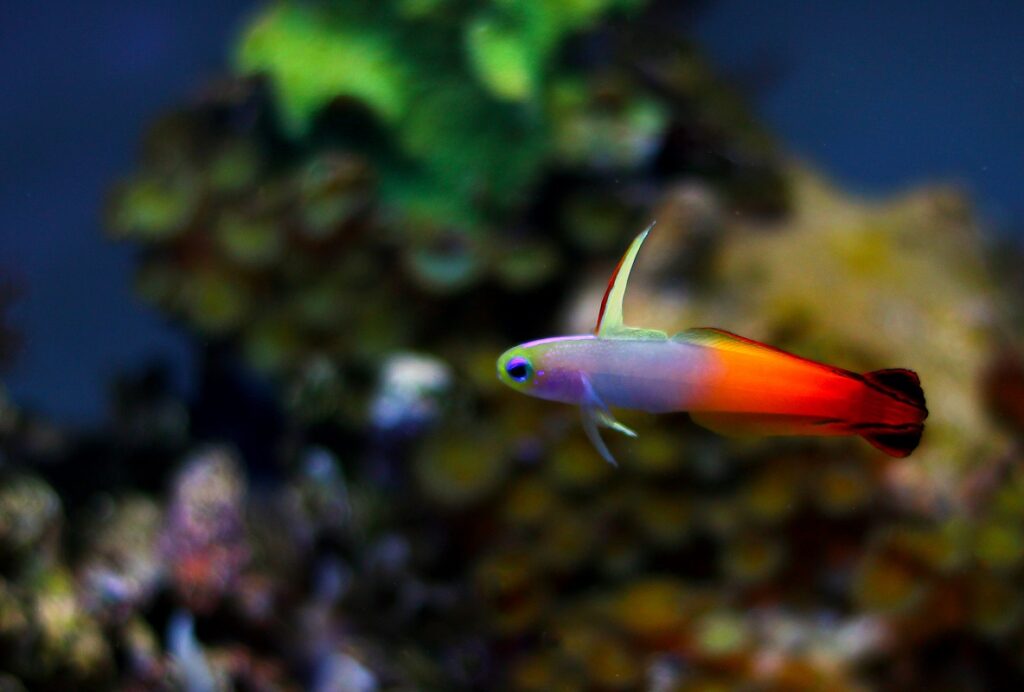 Photo inspiration: Picture Idea: 8 Easy Saltwater Aquarium Fish For Beginners