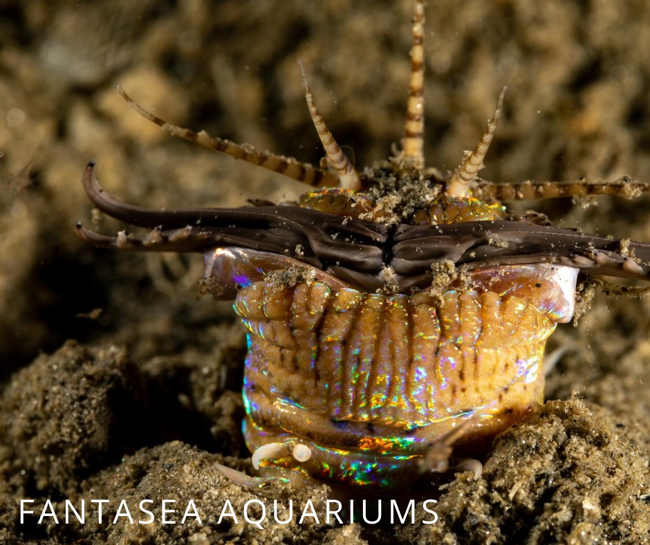 Bobbit worm close-up underwater photo.