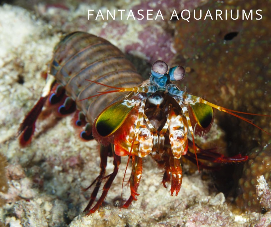 Mantis shrimp underwater photo.