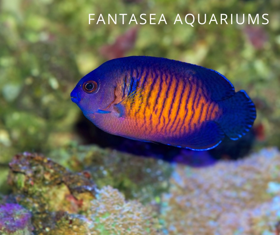 Coral beauty angel fish (Centropyge bispinosa) in the aquarium