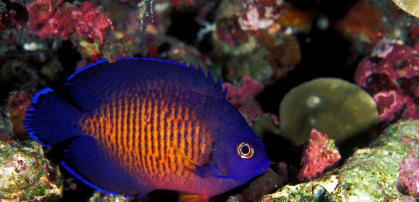 Coral beauty angelfish, Centropyge bispinosa, Sulawesi Indonesia.