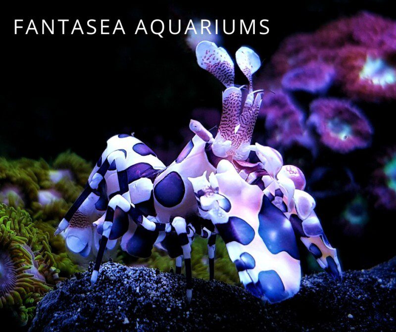 Asterina Starfish | Aquarium Friend or Foe? - Maryland Aquarium Design ...