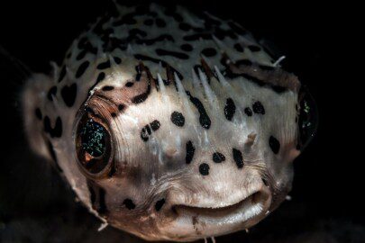 Porcupine puffer or porcupinefish close-up