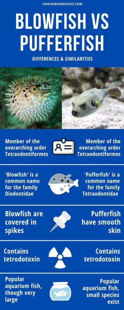 Infographic comparing pufferfish vs blowfish