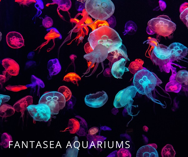 Moon jellyfish (aurelia aurita) in aquarium with multicolored lights.