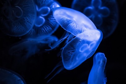 What does a Moon Jellyfish eat? | Aurelia aurita
