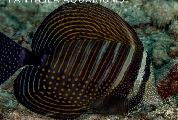 Desjardini tang (Zebrasoma desjardinii) aquarium fish
