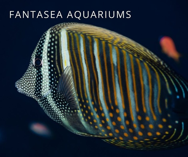 Desjardini tang (Zebrasoma desjardinii) aquarium fish close-up