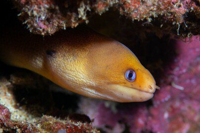 Golden dwarf moray eel in aquarium live rock.