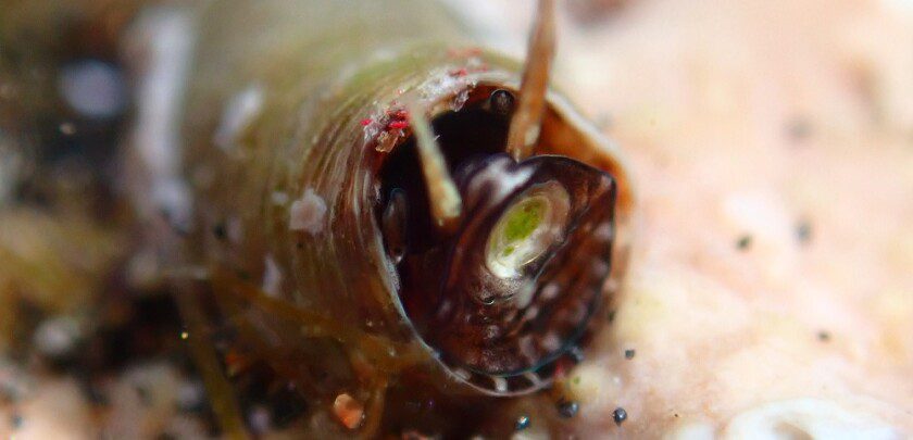 Vermetid snail close-up.