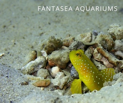 Yellow watchman goby (Cryptocentrus cinctus) aquarium fish in its burrow.
