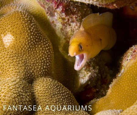 Close up of golden dwarf eel
