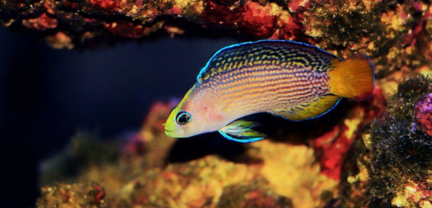 Splendid dottyback | Pseudochromis splendens care & info