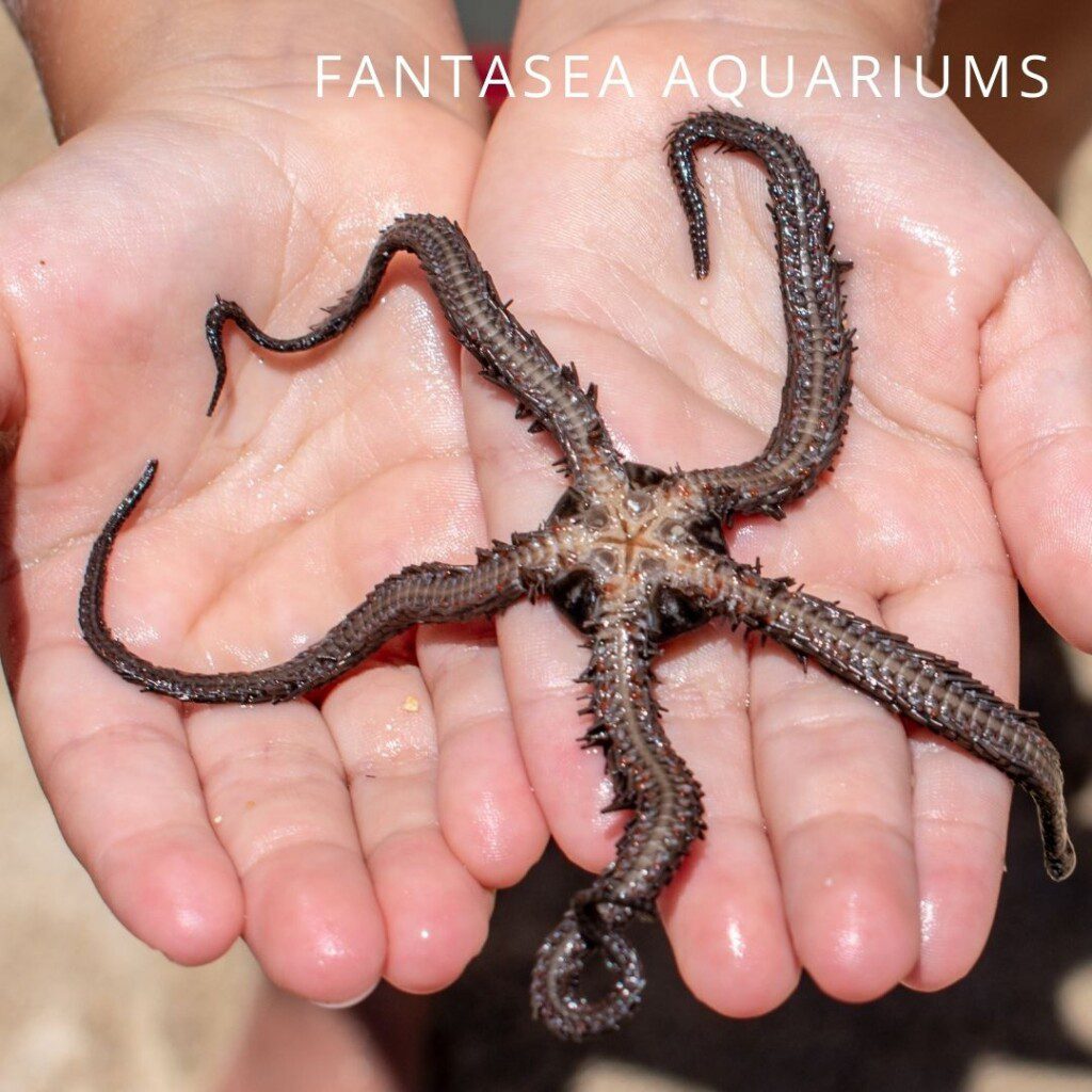 Brittle starfish (Ophiuroidea)