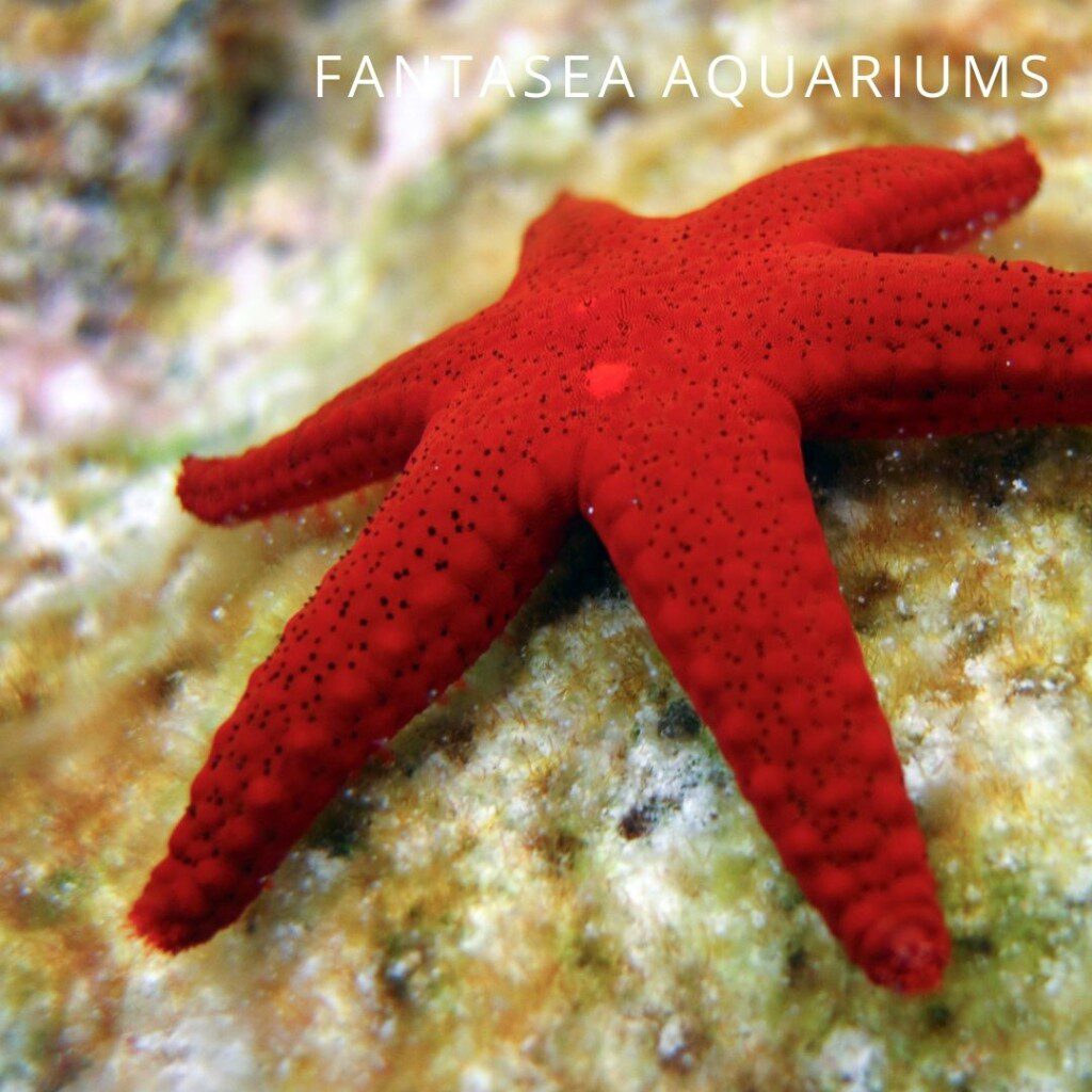 Red Fromia starfish (Fromia milleporella)
