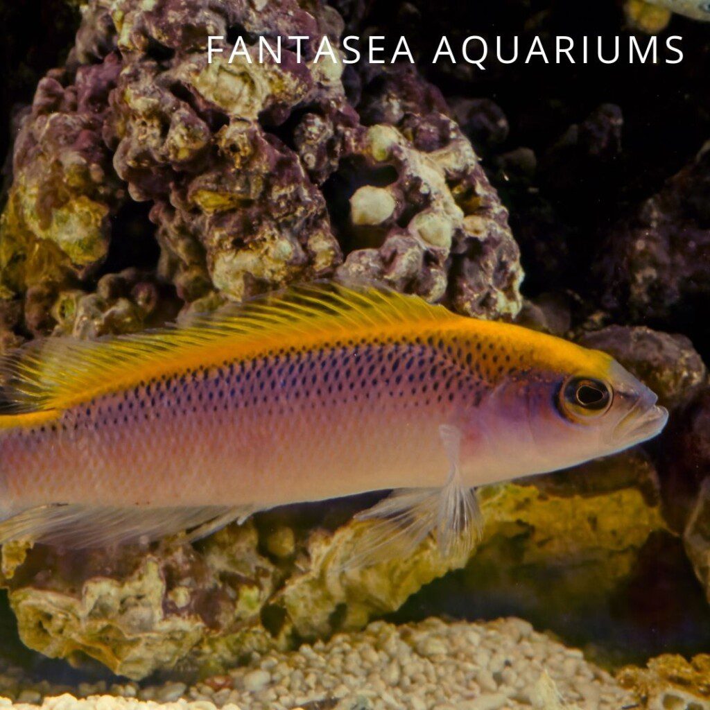 Sunrise dottyback (Pseudochromis flavivertex) aquarium fish