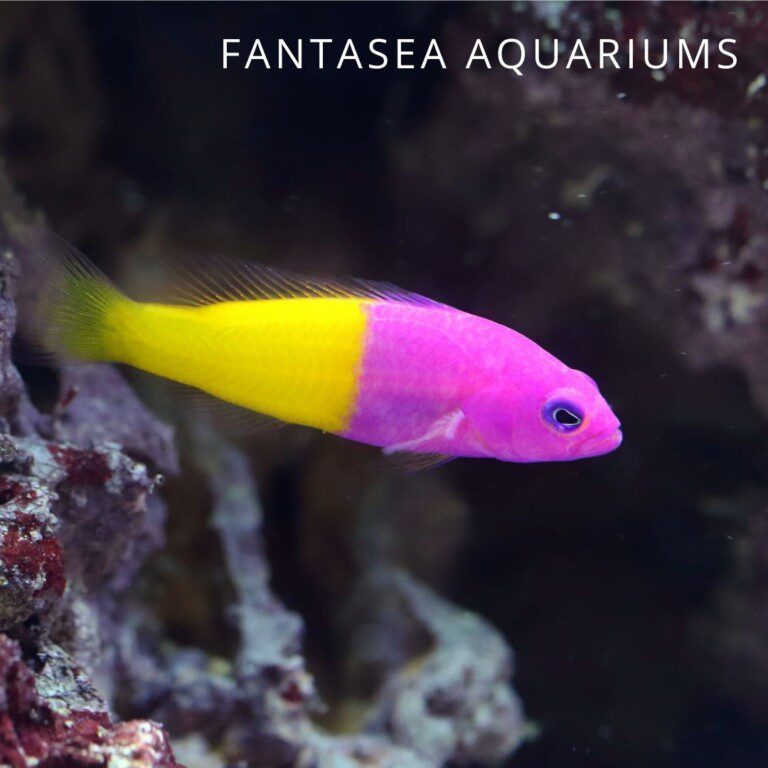 Image showcasing 6 Colorful Dottybacks for the Aquarium - Maryland Aquarium Design ...