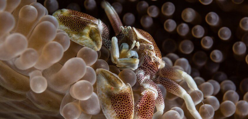 Neopetrolisthes maculatus crab perched on anemone